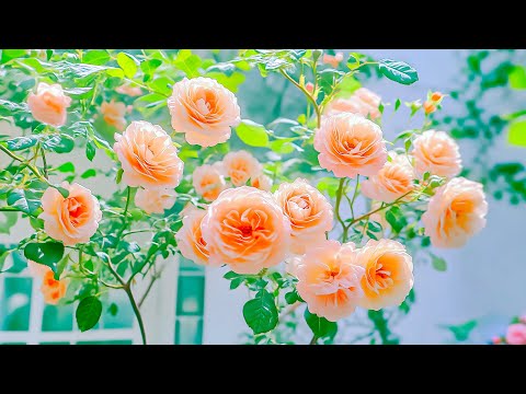 Relaxing Music 🌸 Eliminate Negative Energy & Heal Your Heart ~ Perfect for Relaxation ♥️