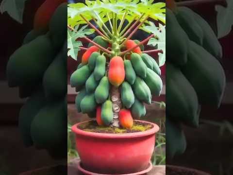 Grow Your Own Papaya Tree,  Easy Steps for a Tropical Touch! #garden #farming