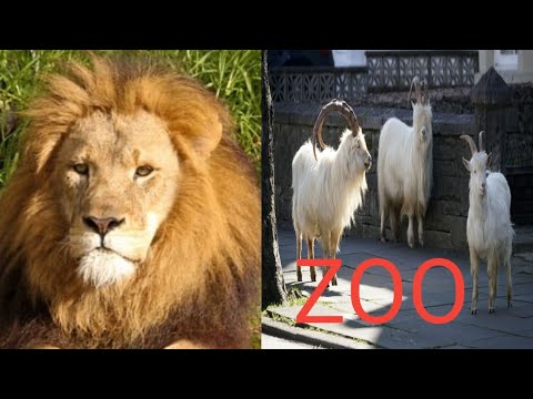 Lahore ZOO Part O1