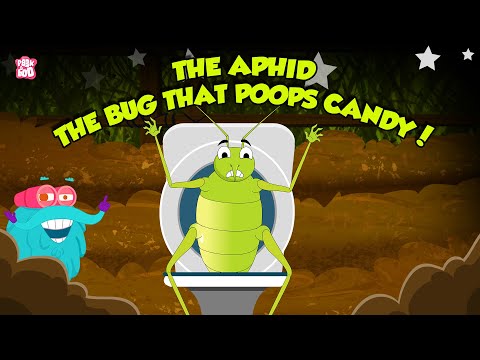 Aphid- The Bug That Poops Candy | Sap-Sucking Insects | Candy Pooping Bug | The Dr. Binocs Show