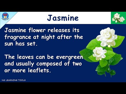 10 Lines on Jasmine in English | Jasmine | Essay on Jasmine | My Favourite Flower - Jasmine