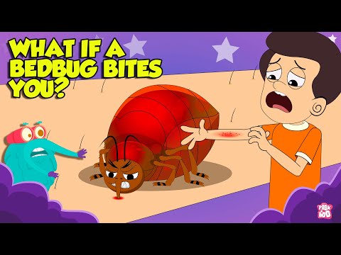 How Bed Bugs Bite? | Bed Bugs How to Get Rid of Them | Deadliest Insects | The Dr. Binocs Show