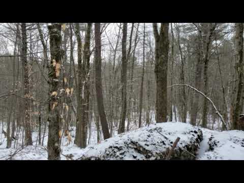 The ambience of a Winter hike