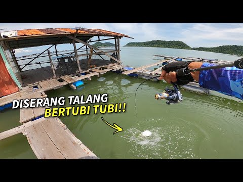 DISERANG PENGHUNI KELONG ALI BERTUBI TUBI! | CHAIFishing