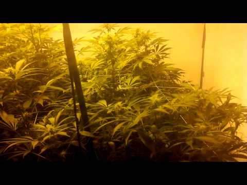 Afghan Kush Flower day 8