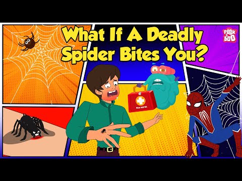 How Does Spider Bite? | World's Deadliest Spiders | Most Venomous Spider | The Dr. Binocs Show