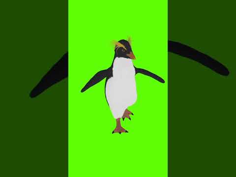 Penguin run #penguin #3danimation #greenscreenvideo #vfx #video #shorts #youtubeshorts #birds