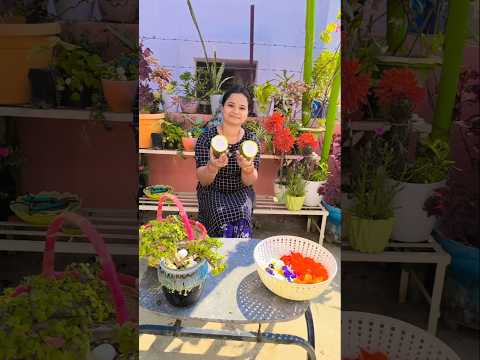 #harvestingvideo  #vegetableharvesting  #terracegardening #rooftopgardening  #shorts