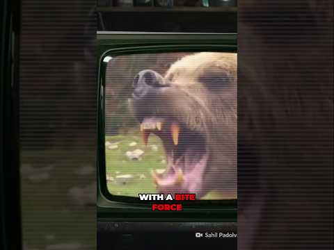 Grizzly: One of The Deadliest Bears in the World! #Shorts