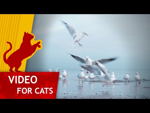 🐦 Movie for Cats - Seagulls on the Beach (Video for Cats to watch) 1 Hour 4K