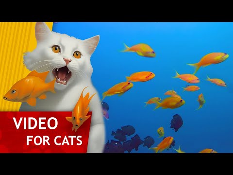 Cat Games - Black fish and Yellow fish (Video for Cats to watch)