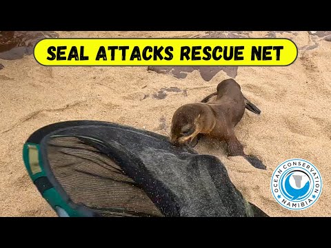 Seal ATTACKS Rescue Net!