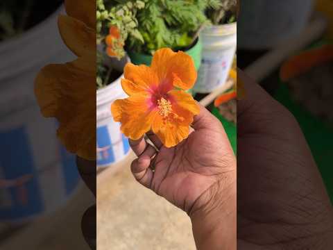 #harvestingvideo  #terracegardening  #rooftopgardening  #flowerharvesting