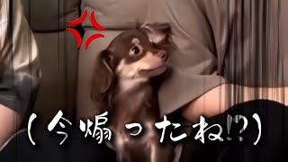 さかたんに煽られまくって不満が爆発するあきちゃん（うらたんの愛娘）