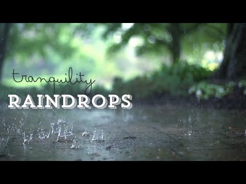 Listen to the rain drops in the forest | Relax, Reduce anxiety & sleep deeply | Rain Meditation |