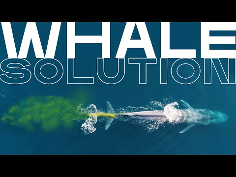 How Whale Poop Can Help Us Remove Carbon Dioxide From the Ocean | XPRIZE Carbon Removal