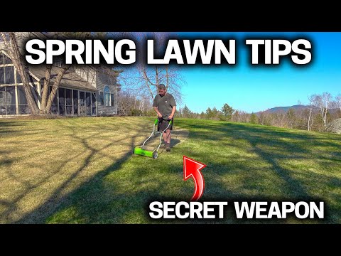 Simple Lawn Tips for a GREAT LAWN this SPRING