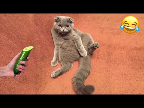 So Funny Cats Videos Clips😂| Funny Moments