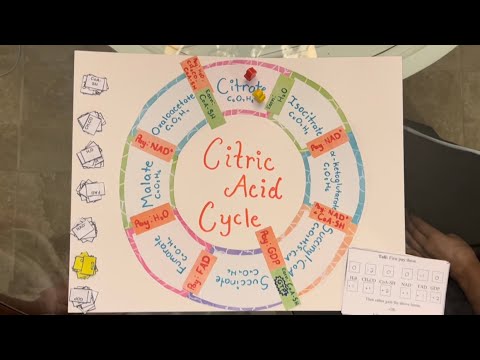 Citric acid cycle board game/Dr. Gamble