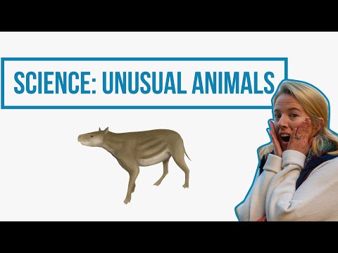 Report Writing For Kids: Unusual Animals // Learning From Home