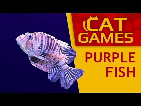 Cat Games - 🐠 Catching Purple Fish (Video for cats to watch) 4K 60FPS