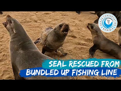 Seal Rescued From Bundled Up Fishing Line