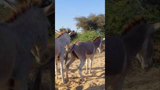 donkey |#youtuber #foryou #toptrending #shortsfeed