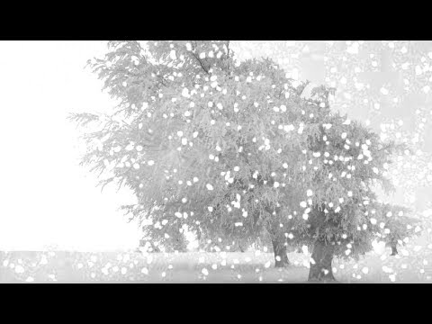 [10 Hours] Trees Bending in the Blizzard - Video & Audio [1080HD] SlowTV