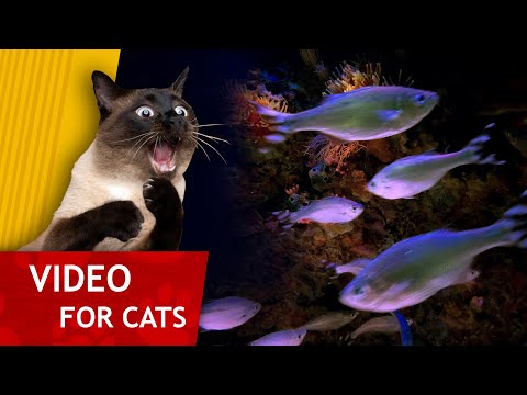 Cat Games - Aquarium full of Fish (Video for Cats) 1 hour