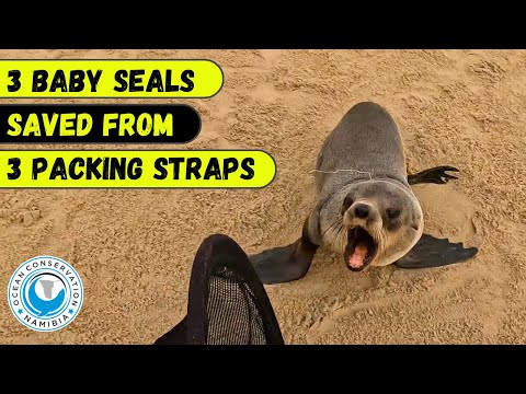 3 Baby Seals Saved From 3 Packing Straps