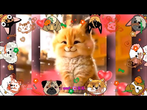 🔴 LIVE Joyful paws & happy smiles -  Lofi calming music 🌞☀SI KR