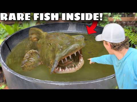 I Found Rare Fish Living Inside of My Pond!