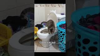 Try not to laugh 😂!#28 #funny #funyanimals #cat #pets #memes #dog #ai #shortvideo #shorts