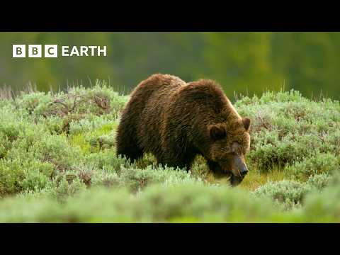 Deer Calf Narrowly Avoids Becoming Dinner | Mountains: Life Above The Clouds | BBC Earth