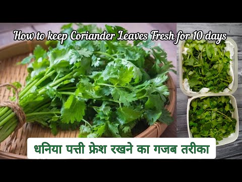 धनिया को 10 दिन तक ताजा रखने का गजब तरीका | How to keep Coriander leaves fresh