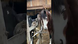 #foonyanimals #horse #funnyanimlas #animals #funyanimals #funny