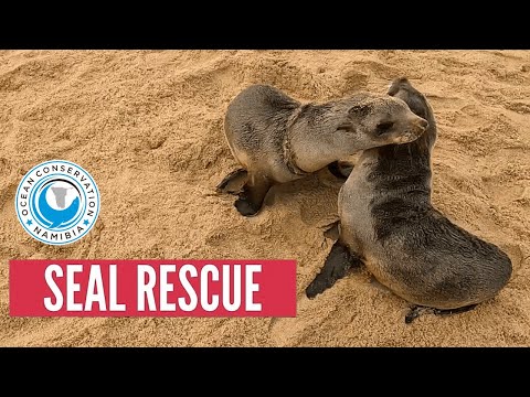 Seal Rescue