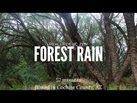 Forest Rain Storm -Heavy Rain, Thunder, Birds, UNLOOPED