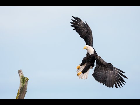 Perfectly Framed Bald Eagle Flight Sequence