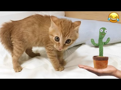 Dancing Cactus Toy | Funny Cats😂|| Kitty Vines