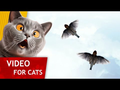 😸 Cat Games - Get That Sparrow! 🐦 (Video for Cats to watch) 1 hour version of our classic Game