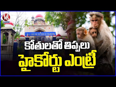 Public Interest litigation Filed In High Court On Over Crowd Of Monkeys | V6 News