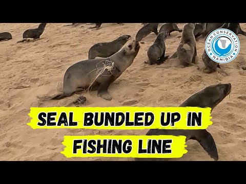 Seal Bundled Up In Fishing Line