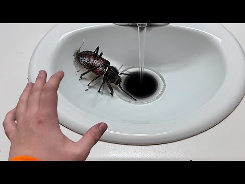 this huge BUG came out of sink..