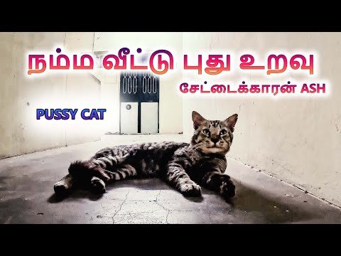 சேட்டைக்காரன் ash | PUSSY CAT | நம்ம வீட்டு புது உறவு | Tamil