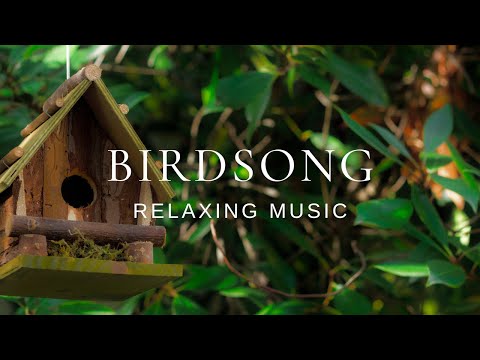 Peaceful Relaxing Guitar | Work Study Read Focus | Birdsong