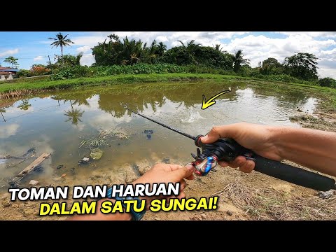 TOMAN dan HARUAN di Dalam Satu Sungai !!