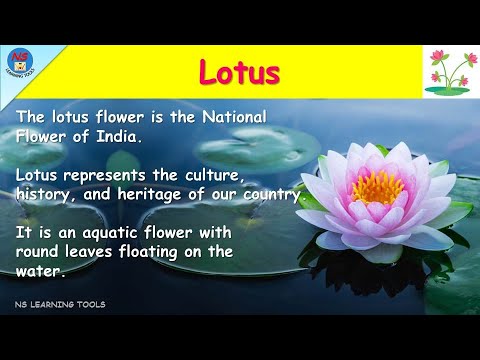 Essay on lotus flower in English | short essay on lotus |10 lines on National flower lotus | Essay