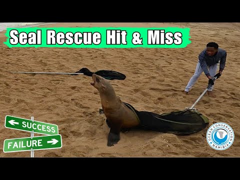 Seal Rescue Hit & Miss