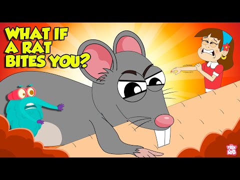 Dangerous Rodent | What if Rat Bite? | Rat Bite Fever Symptoms & Prevention | The Dr. Binocs Show